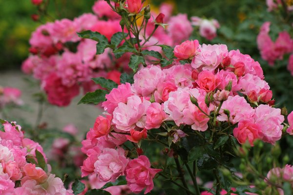 Découvrez les avantages des portes de garage autoportées wedoor