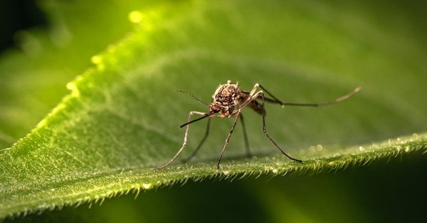 Comment faire pour éloigner les moustiques ?