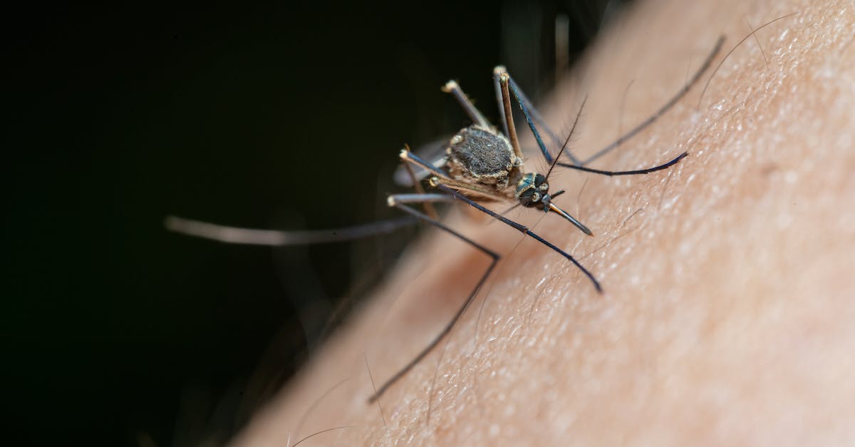 Comment éloigner les moustiques sur la peau ?
